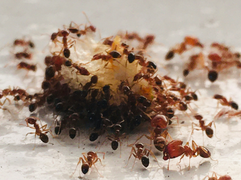 Sugar and Ants. The new face of kidnapping in Nigeria